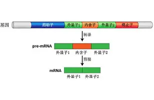 重磅：杜兰特能重回CBA四强(杜兰特还能复出吗)|FB体育